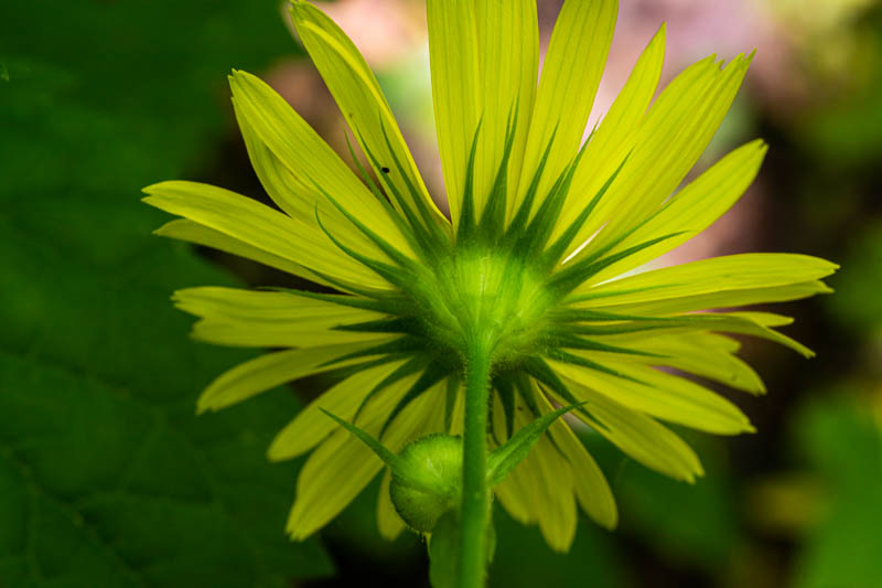 Doronicum columnae?  No,  Doronicum pardalianches